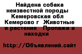 Найдена собака неизвестной породы - Кемеровская обл., Кемерово г. Животные и растения » Пропажи и находки   